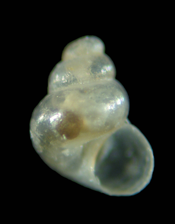 Il genere Setia e Crisilla nel Mediteraneo